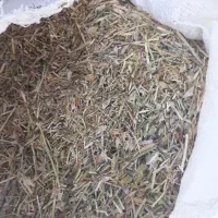 کاه سیاه دانه