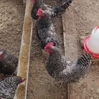 فروش تخم مرغ آمروک