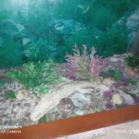 آکواریوم با تمامی تجهیزات