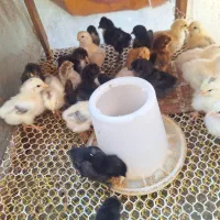جوجه مرغ مرندی  و برهما دو رگه