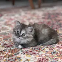 واگذاری بچه‌گربه اسکاتیش