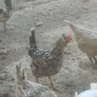 مرغ