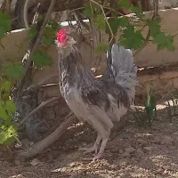تخم مرغ گلین نطفه دار