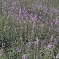 نعنا گلدار درجه یک