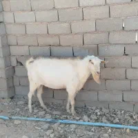 نر بز