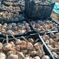 سیر درجه یک