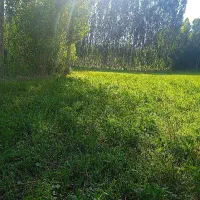 علف یونجه