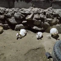 خرگوش