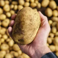 درمان چیچک / کنترل اسکب/برای افزایش تناژ بالا