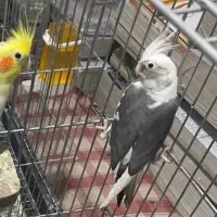گمشده