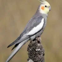 طوطی سینامون ماده