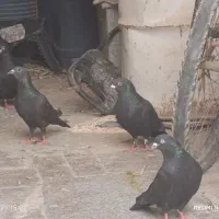 زاغ کرمانی