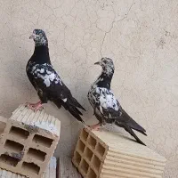 کبوتر ناشی
