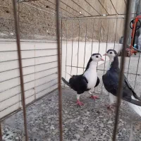 کبوتر|پرنده|آران و بیدگل, |دیوار