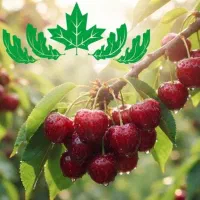 فروش نهال آلبالو مجار پربارده