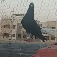 رنگه|پرنده|رضویه, |دیوار