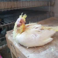 جوجه عروس هلندی لوتینو