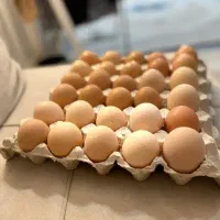 تخم مرغ رسمی دونه ای 20