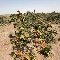 فروش زمین کشاورزی