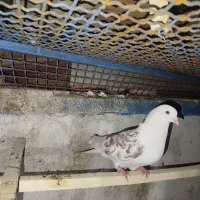 کبوتر پرشی