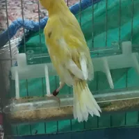 قناری .|پرنده|گهواره, |دیوار