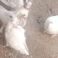 کفتر گمشده