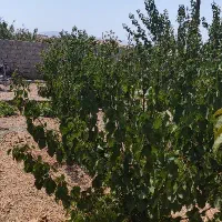 زمین ویلایی طرح هادی نهضت آباد درختکاری شده