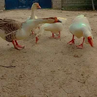 تخم قو غاز