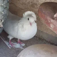کبوتر  سفید پاک