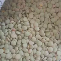 عدس محلی ۲۸۰۰۰۰