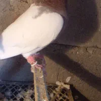 کفترطوقی معاوزه باعروس هلندی یاپرنده خونگی