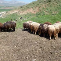 ۱۸کاوه|حیوانات مزرعه|دورود, |دیوار