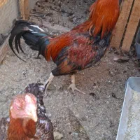 مرغ وخروس لاری