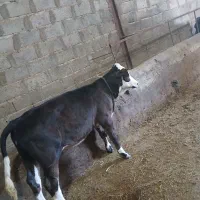 ماده واعلی