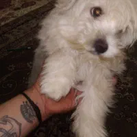 واگذاری شیتزو