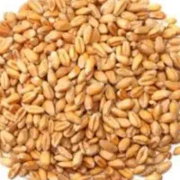 گندم فروشی