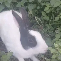 خرگوش