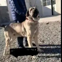 پژدر
