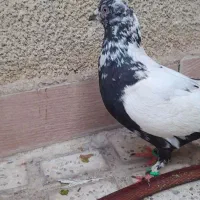کفتر معاوضه باگوشی