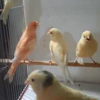 جوجه یلو و رد فکتور