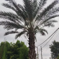 گیاه فونیکس درخت خرما