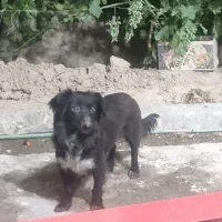 سگ تری