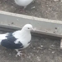 کبوتر پشت سیاه