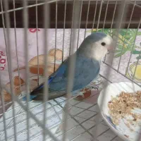 یک عروس هلندی و یک طوطی برزیلی