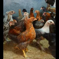 جوجه مرغ و خروس