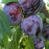 فروش-باغ-میوه-500متری