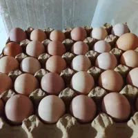 تخم مرغ محلی سالم و تازه از درب سالن
