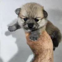 پامر فوق‌العاده ریز صفر صفر و پودل