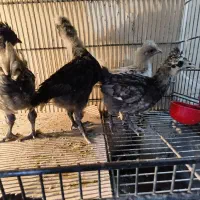 4عدد مرغ 50روزه فول کاکی