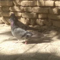 کبوتر پور ودولا